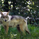 The Mexican gray wolf is protected under the Endangered Species Act.